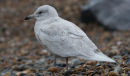 Iceland Gull